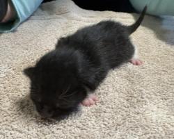 Shelter Stray Male Cat last seen La Torturga, Vista, CA, 92081, Oceanside, CA 92058, USA