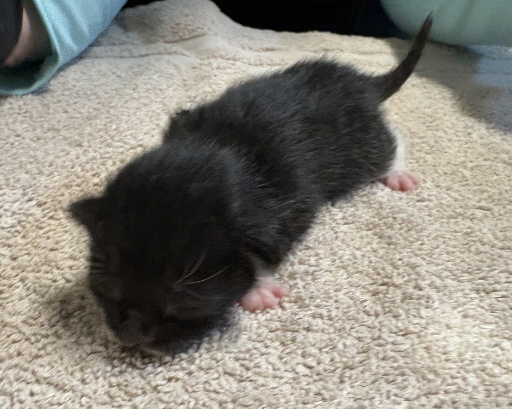 Shelter Stray Male Cat last seen La Torturga, Vista, CA, 92081, Oceanside, CA 92058, USA