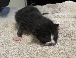 Shelter Stray Male Cat last seen La Torturga, Vista, CA, 92081, Oceanside, CA 92058, USA