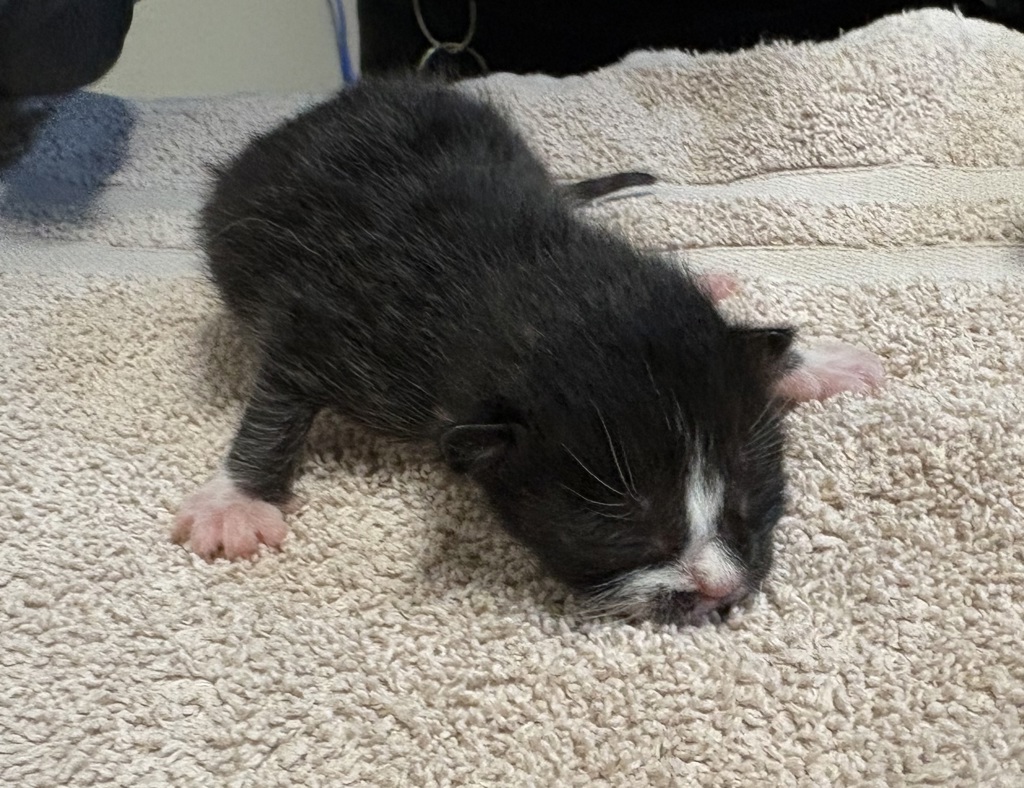 Shelter Stray Male Cat last seen La Torturga, Vista, CA, 92081, Oceanside, CA 92058, USA