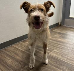 Shelter Stray Male Dog last seen Marlborough Avenue, San Diego, CA, 92105, 5500 Gaines St, San Diego, CA 92110, USA