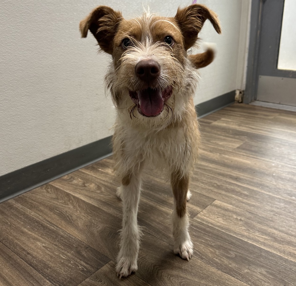 Shelter Stray Male Dog last seen Marlborough Avenue, San Diego, CA, 92105, 5500 Gaines St, San Diego, CA 92110, USA