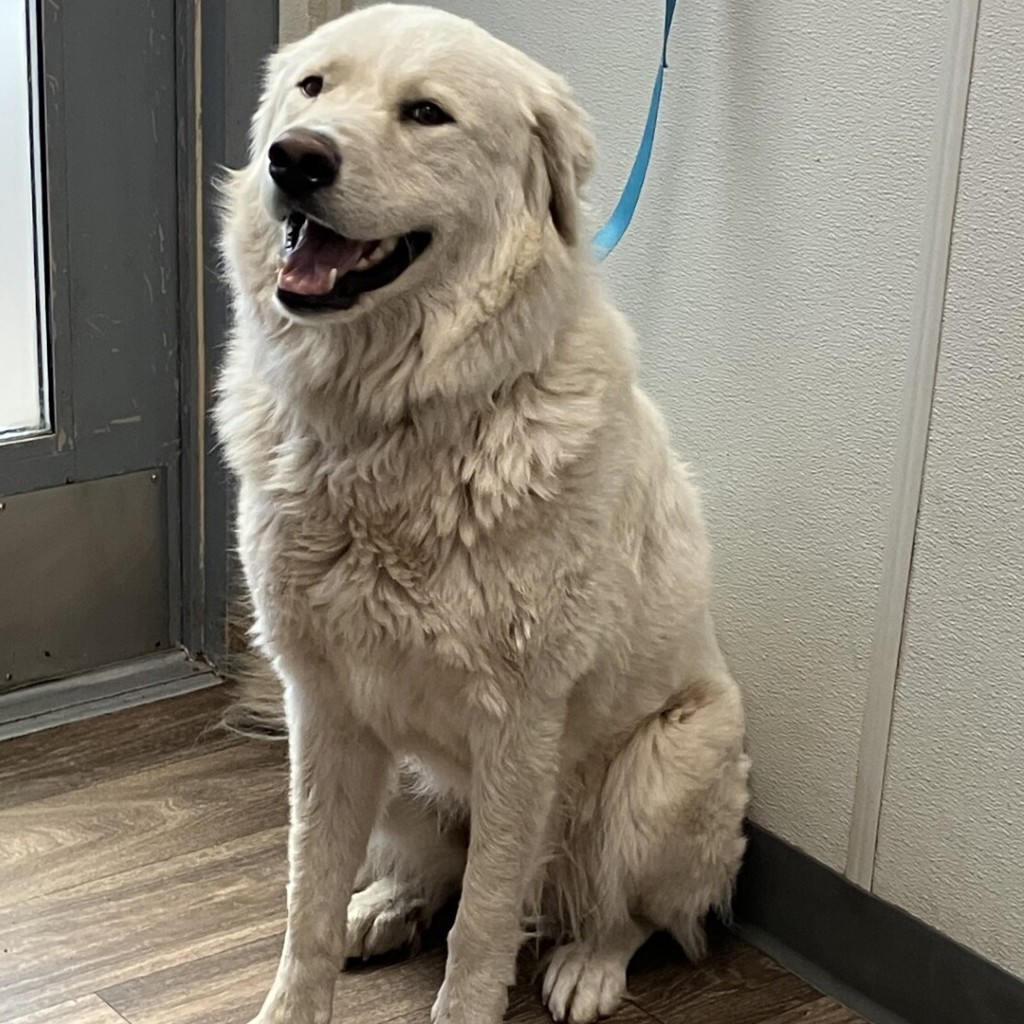 Shelter Stray Female Dog last seen 58th Street, San Diego, CA, 92115, 5500 Gaines St, San Diego, CA 92110, USA