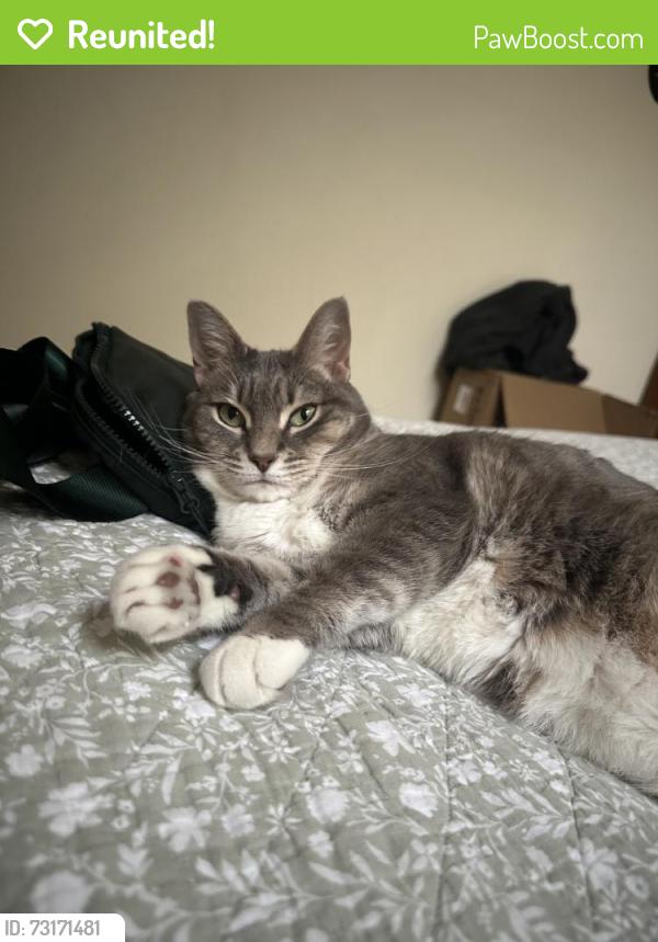 Reunited Female Cat last seen Near Ashton Dr, Moore, SC 29369, USA, Moore, SC 29369