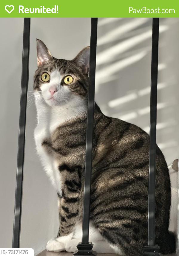 Reunited Male Cat last seen Near Ashton Dr, Moore, SC 29369, USA, Moore, SC 29369