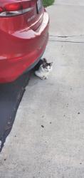 Reunited Unknown Cat last seen Bernardo Vista Del Lago, San Diego, CA 92128