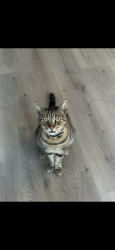 Lost Male Cat last seen Graham st and Pendleton dr, Huntington Beach, CA 92649