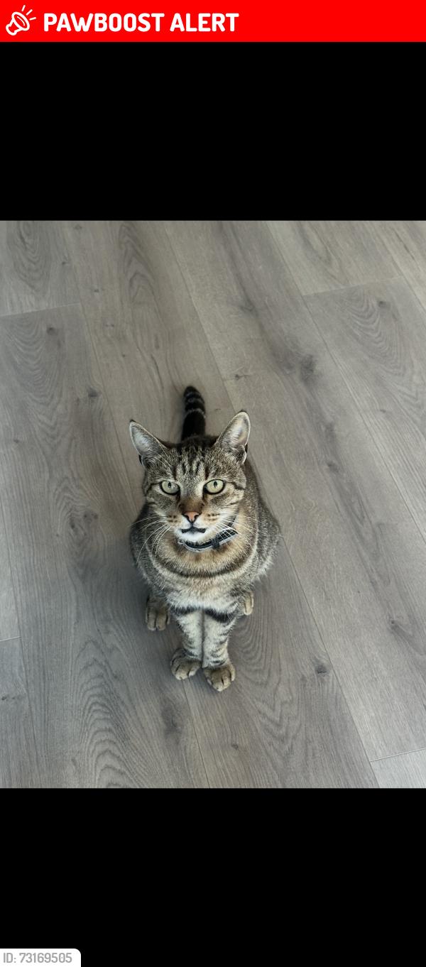 Lost Male Cat last seen Graham st and Pendleton dr, Huntington Beach, CA 92649