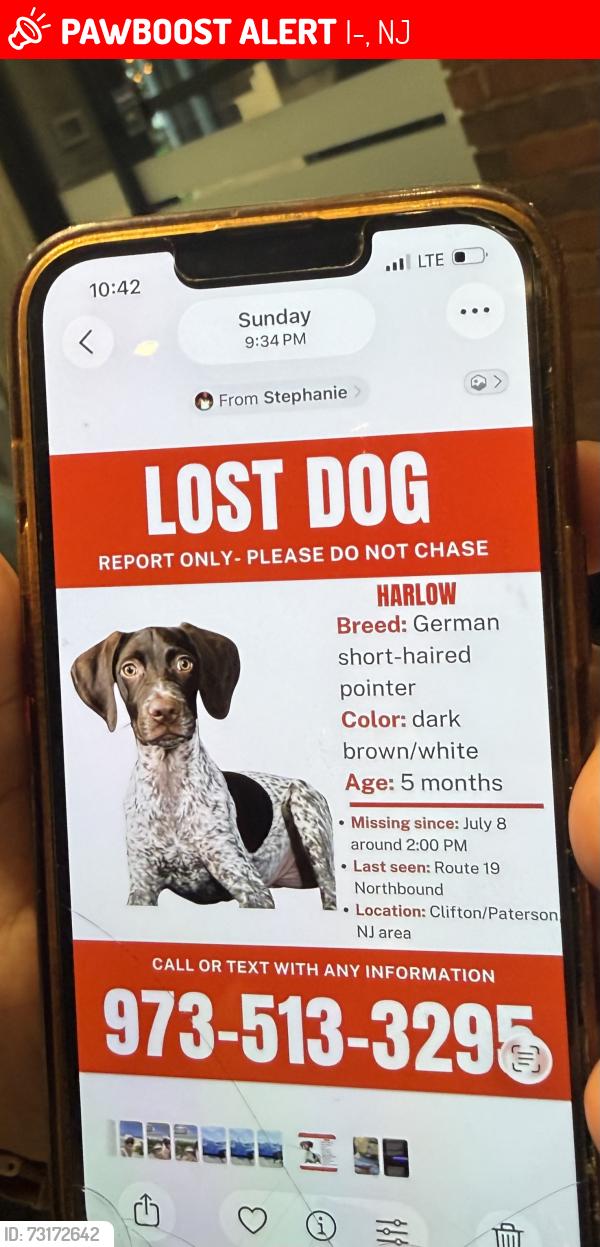 Lost Female Dog last seen Route 19 Northbound, I-195, NJ 08510
