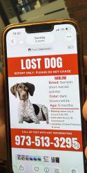 Lost Female Dog last seen Route 19 Northbound, I-195, NJ 08510