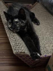 Reunited Female Cat last seen Near N Kansas Ave, Kansas City, MO 64117, USA, Kansas City, MO 64117