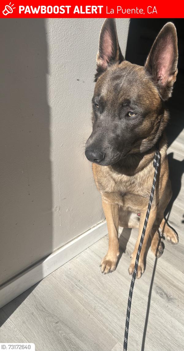 Lost Male Dog last seen anywhere near people he’s very friendly, La Puente, CA 91744