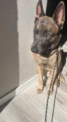 Lost Male Dog last seen anywhere near people he’s very friendly, La Puente, CA 91744