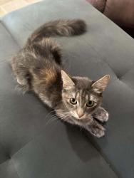 Lost Female Cat last seen 76th st old loomis road, Greendale, WI 53129