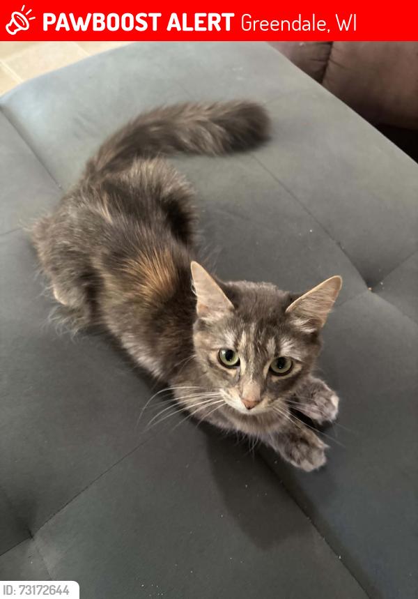 Lost Female Cat last seen 76th st old loomis road, Greendale, WI 53129