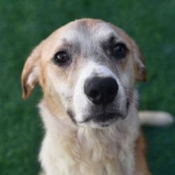 Shelter Stray Male Dog last seen , 3173 K-68 Hwy, Ottawa, KS 66067, USA