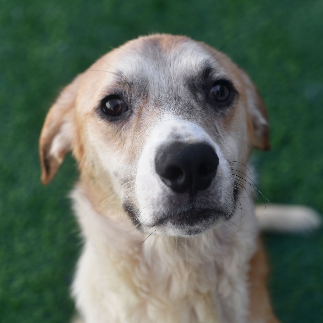 Shelter Stray Male Dog last seen , 3173 K-68 Hwy, Ottawa, KS 66067, USA