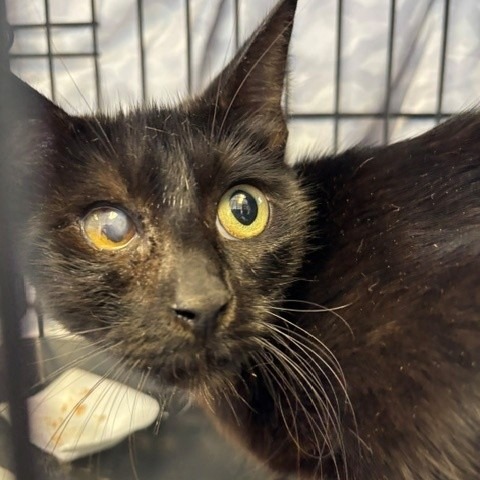 Shelter Stray Unknown Cat last seen , 12910 Yukon Ave, Hawthorne, CA 90250, USA