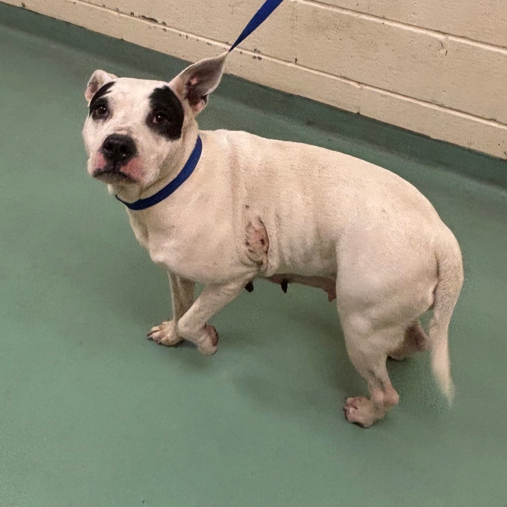 Shelter Stray Female Dog last seen , 2350 Appling City Cove, Memphis, TN 38133, USA