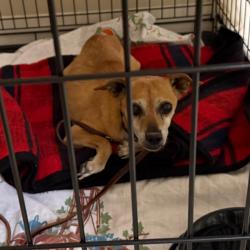 Shelter Stray Female Dog last seen , 4575 E Mesquite Ave, Palm Springs, CA 92264, USA