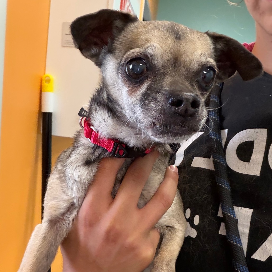 Shelter Stray Female Dog last seen , 4575 E Mesquite Ave, Palm Springs, CA 92264, USA