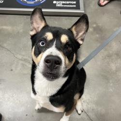 Shelter Stray Male Dog last seen , 3607 N Armenia Ave, Tampa, FL 33607, USA