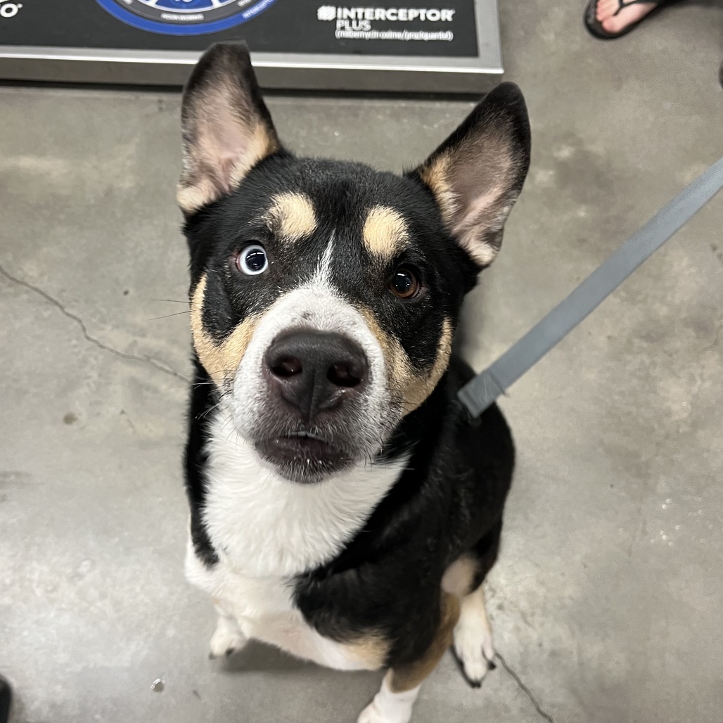 Shelter Stray Male Dog last seen , 3607 N Armenia Ave, Tampa, FL 33607, USA