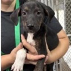 Shelter Stray Male Dog last seen , 3607 N Armenia Ave, Tampa, FL 33607, USA