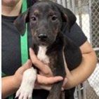 Shelter Stray Male Dog last seen , 3607 N Armenia Ave, Tampa, FL 33607, USA