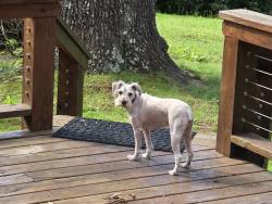 Reunited Unknown Dog last seen Ogle Cemetery begins our driveway., Gatlinburg, TN 37738