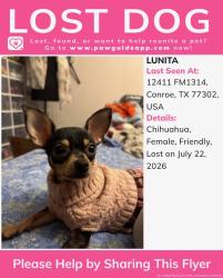 Lost Female Dog last seen Creighton rd & fm 1314, Conroe, TX 77302
