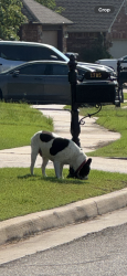 Found/Stray Unknown Dog last seen W Austin St in Park on Florence neighborhood, Broken Arrow, OK 74011