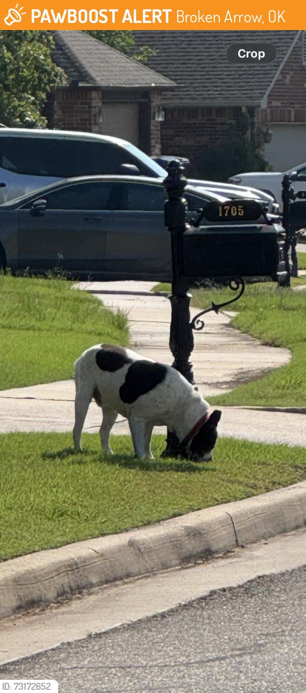 Found/Stray Unknown Dog last seen W Austin St in Park on Florence neighborhood, Broken Arrow, OK 74011