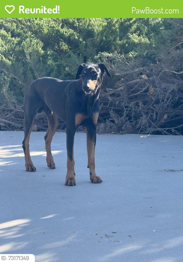 Reunited Male Dog last seen Braces st and Rodeo rd, Hesperia, CA 92344