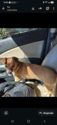 Reunited Female Dog last seen Near Aster Dr., Phoenix, AZ 85032