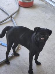 Found/Stray Unknown Dog last seen Niles/Sterling, Bakersfield, CA 93306