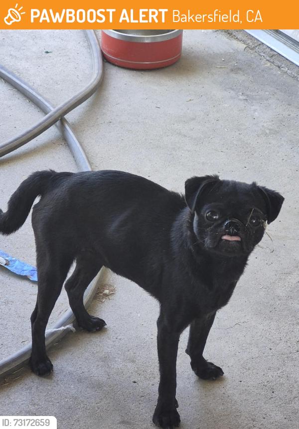 Found/Stray Unknown Dog last seen Niles/Sterling, Bakersfield, CA 93306