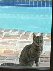 Found/Stray Unknown Cat last seen Gilmore & Columbus, Los Angeles, CA 91411