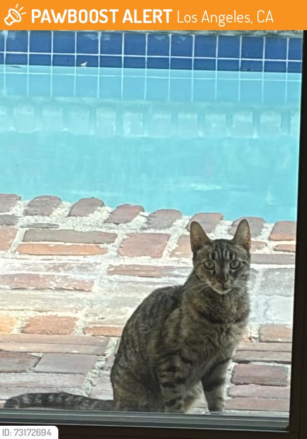 Found/Stray Unknown Cat last seen Gilmore & Columbus, Los Angeles, CA 91411