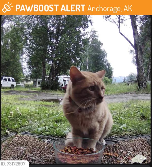 Found/Stray Unknown Cat last seen Medfra & 15th, Anchorage, AK 99503