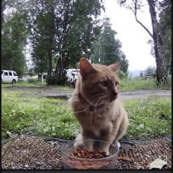 Found/Stray Unknown Cat last seen Medfra & 15th, Anchorage, AK 99503