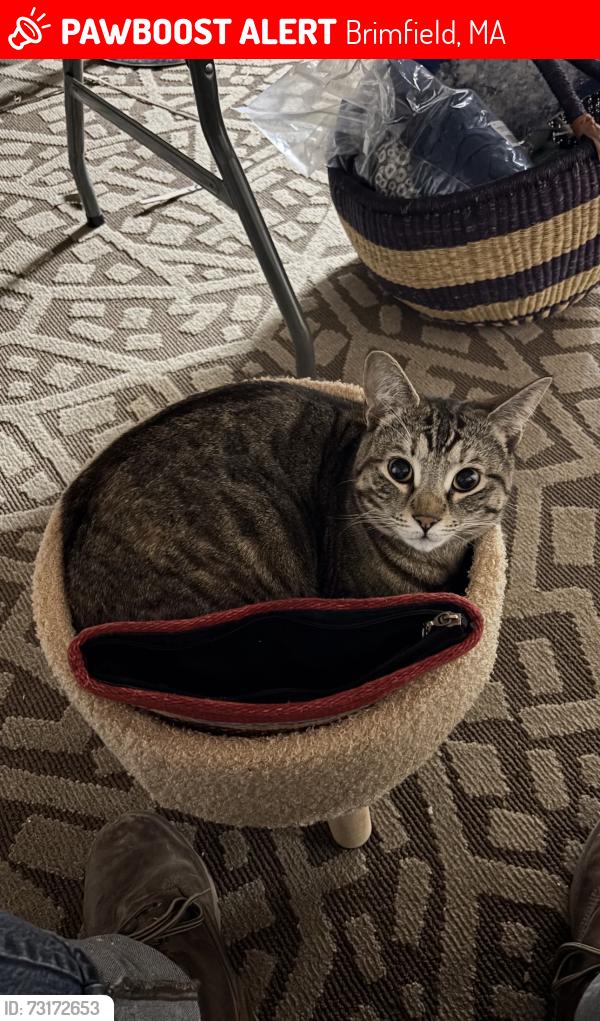 Lost Female Cat last seen Rt 20 / Main Street, Brimfield, MA 01010