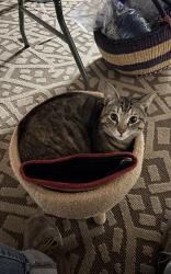 Lost Female Cat last seen Rt 20 / Main Street, Brimfield, MA 01010