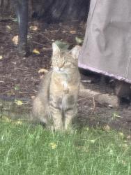 Found/Stray Unknown Cat last seen 50th and cstherine, La Grange, IL 60525
