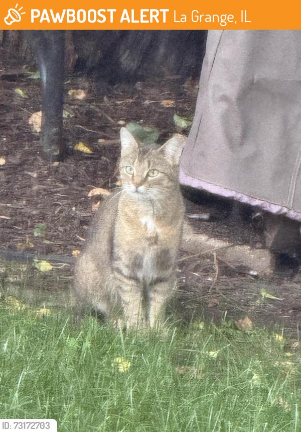 Found/Stray Unknown Cat last seen 50th and cstherine, La Grange, IL 60525