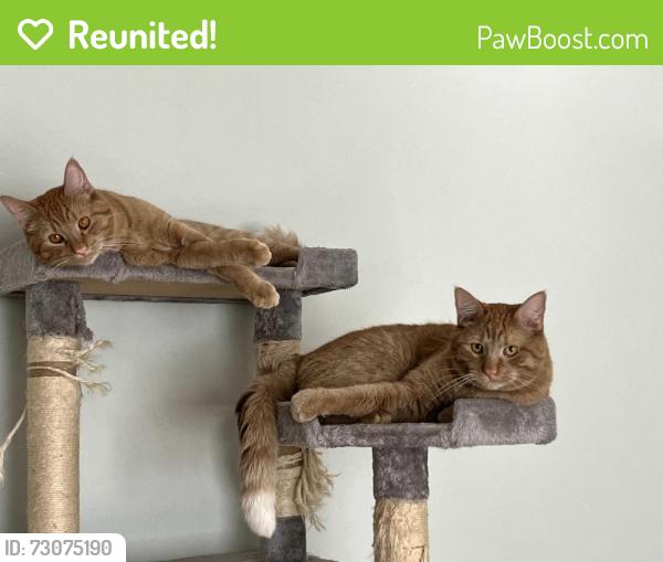 Reunited Male Cat last seen Main, Winnipeg, MB 