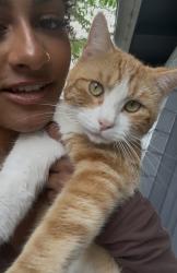 Lost Male Cat last seen Near howellwood way, Austin, TX 78748