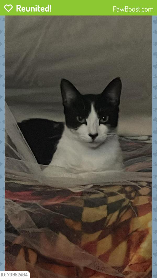 Reunited Female Cat last seen Near siemon ave, Garden Grove, CA 92843