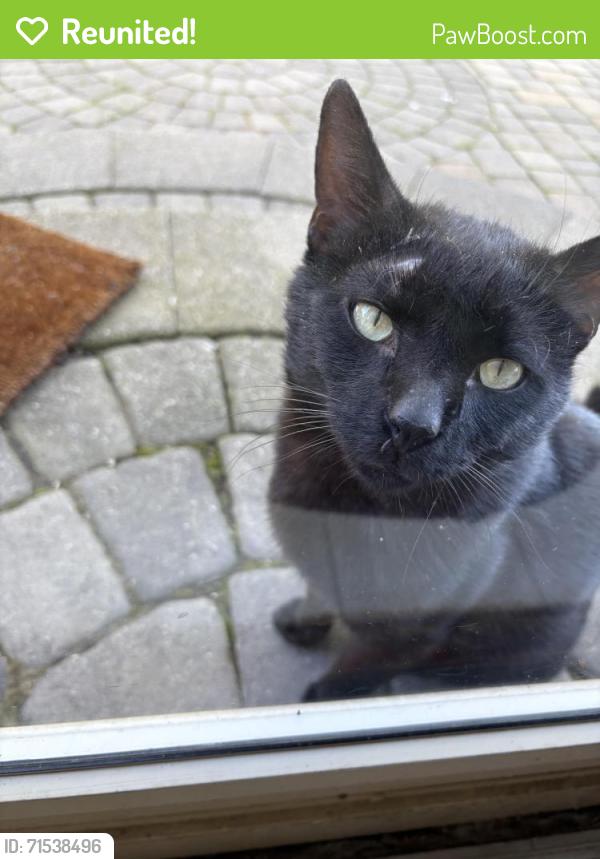 Reunited Male Cat last seen Near Field Club Drive West, Robinson Twp., McKees Rocks, PA 15136