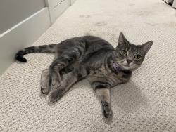 Reunited Female Cat last seen Laurelwood golf course, near central blvd., Eugene, OR 97403